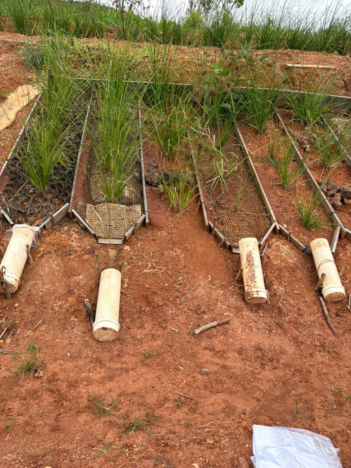 Geotêxteis em estágio avançado de biodegradação